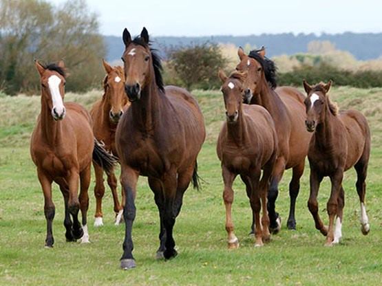 Caballos corriendo