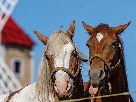 caballos al lado de molino
