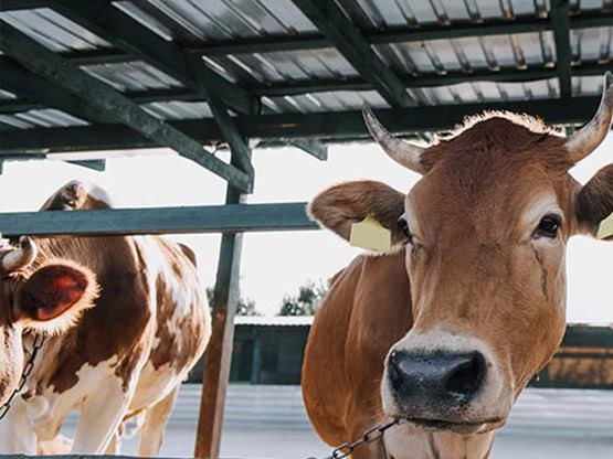 Vacas en establo