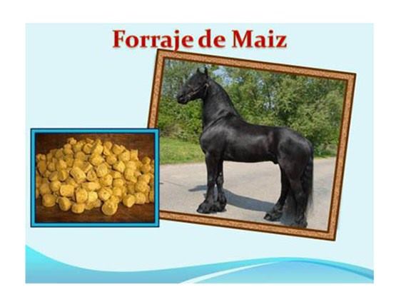 forraje-maiz