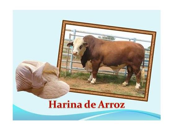 harina-arroz