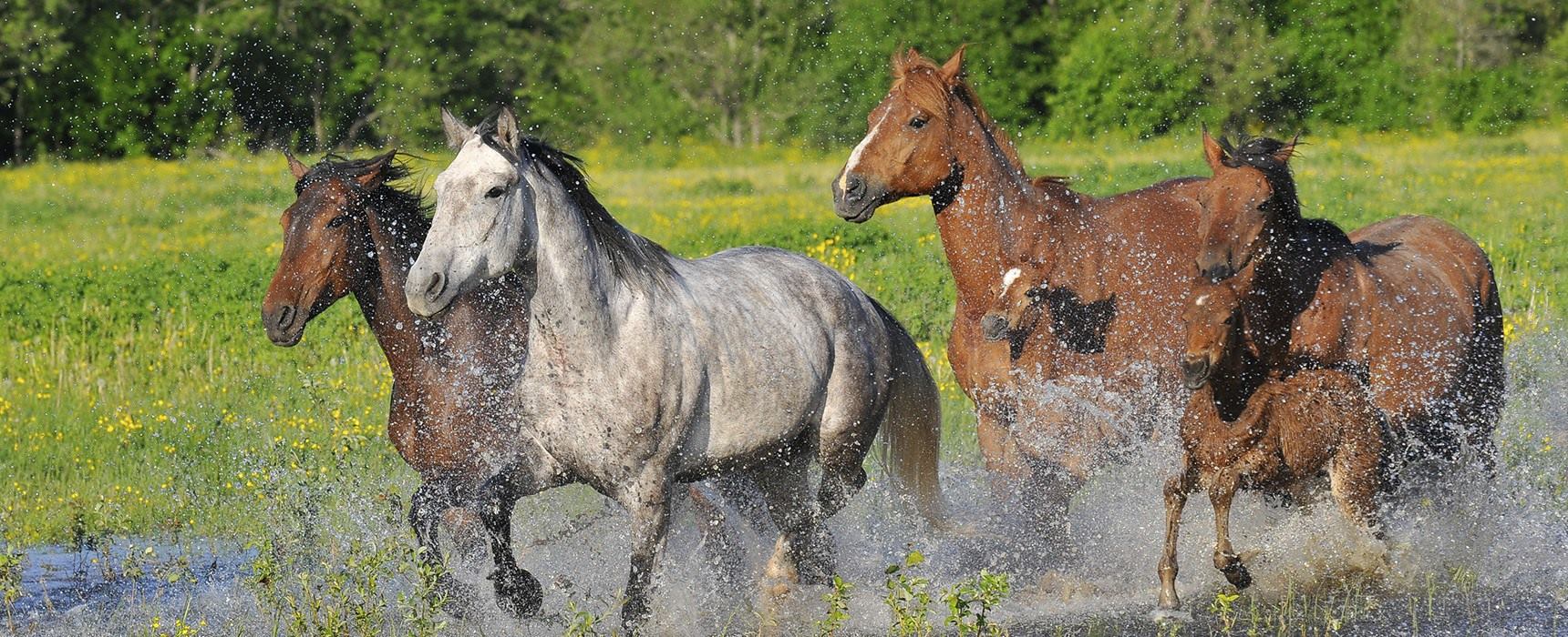 Caballos corriendo en el agua