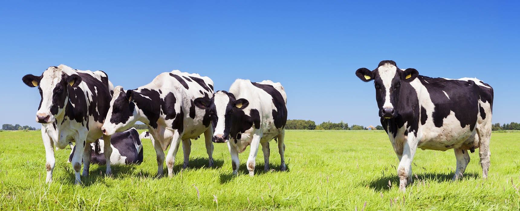 vacas pastando libres